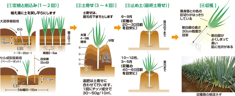 タキイのネギ栽培マニュアル 野菜栽培マニュアル 調べる タキイ種苗株式会社