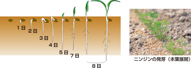 タキイのニンジン栽培マニュアル 野菜栽培マニュアル 調べる タキイ種苗株式会社