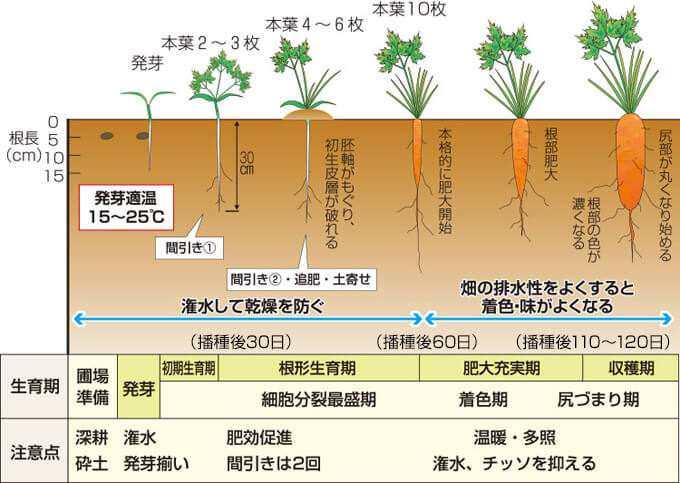 タキイのニンジン栽培マニュアル 野菜栽培マニュアル 調べる タキイ種苗株式会社