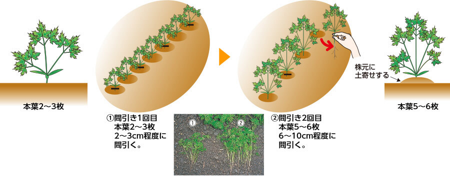 タキイのニンジン栽培マニュアル 野菜栽培マニュアル 調べる タキイ種苗株式会社