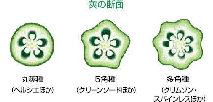 タキイのオクラ栽培マニュアル 野菜栽培マニュアル 調べる タキイ種苗株式会社