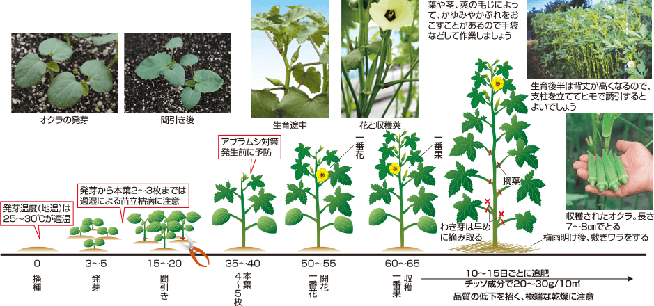 タキイのオクラ栽培マニュアル 野菜栽培マニュアル 調べる タキイ種苗株式会社