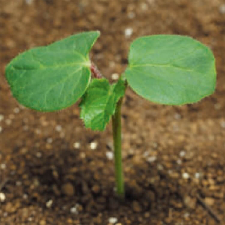 摘葉 オクラ オクラの育て方！種まき時期・苗作り・わき芽・支柱・水やりのコツと密植栽培の仕方を紹介