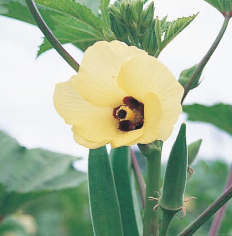 タキイのオクラ栽培マニュアル 野菜栽培マニュアル 調べる タキイ種苗株式会社