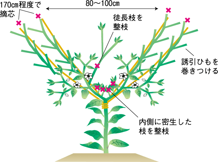 タキイのピーマン栽培マニュアル 野菜栽培マニュアル 調べる タキイ種苗株式会社