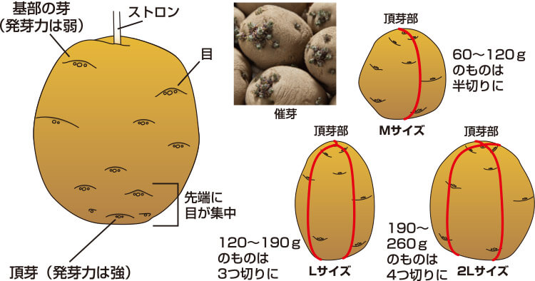 じゃがいも 栽培 収穫