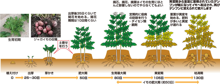 タキイのジャガイモ栽培マニュアル 野菜栽培マニュアル 調べる タキイ種苗株式会社