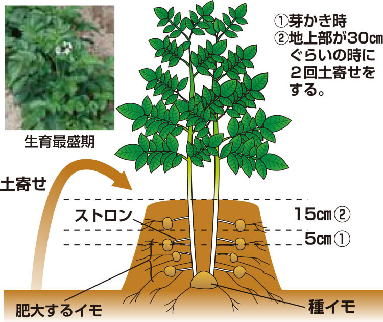 タキイのジャガイモ栽培マニュアル 野菜栽培マニュアル 調べる タキイ種苗株式会社