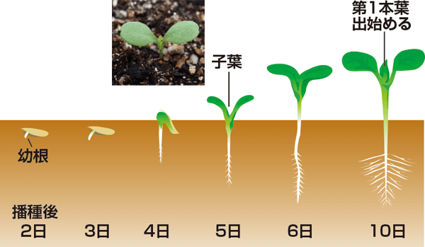 種まき レタス 玉レタスが発芽しない原因と対策