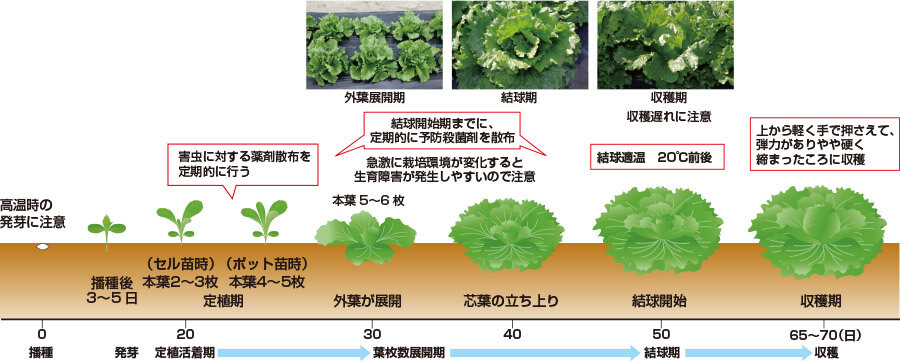 タキイのレタス栽培マニュアル 野菜栽培マニュアル 調べる タキイ種苗株式会社