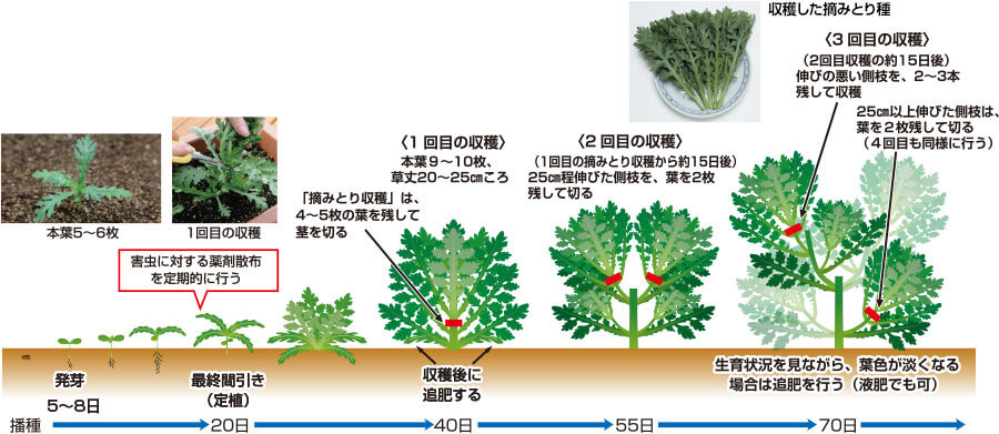 タキイのシュンギク栽培マニュアル ｜ 野菜栽培マニュアル ｜ 調べる ｜ タキイ種苗株式会社