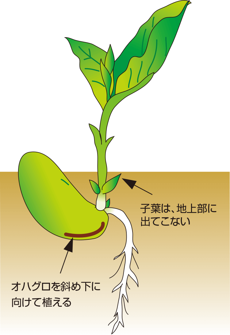 タキイのソラマメ栽培マニュアル 野菜栽培マニュアル 調べる タキイ種苗株式会社