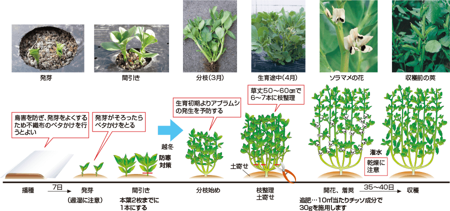 タキイのソラマメ栽培マニュアル 野菜栽培マニュアル 調べる タキイ種苗株式会社