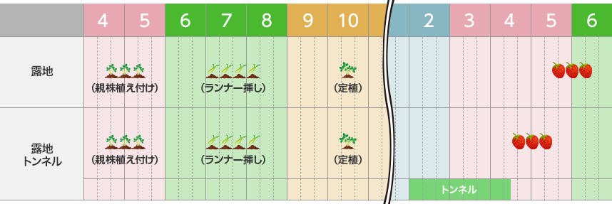 タキイのイチゴ栽培マニュアル 野菜栽培マニュアル 調べる タキイ種苗株式会社