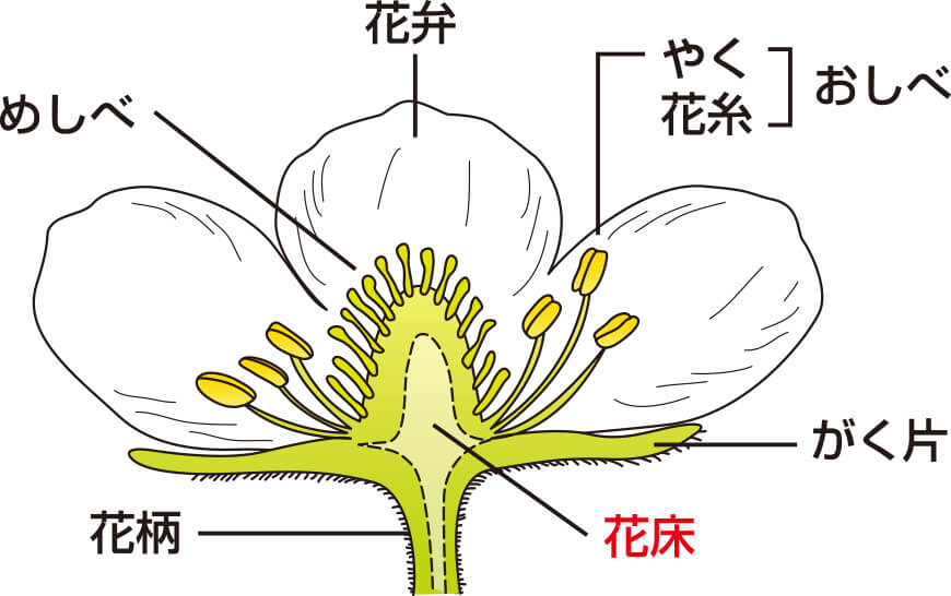 タキイのイチゴ栽培マニュアル 野菜栽培マニュアル 調べる タキイ種苗株式会社