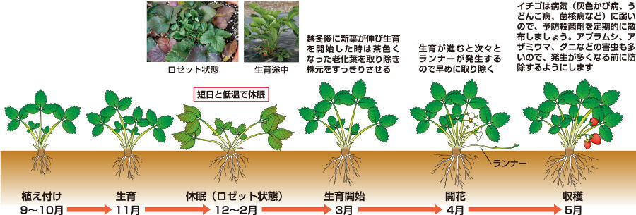 の 方 肥料 育て イチゴ