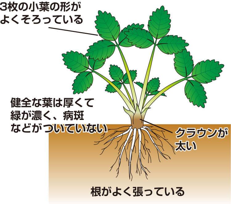 タキイのイチゴ栽培マニュアル 野菜栽培マニュアル 調べる タキイ種苗株式会社