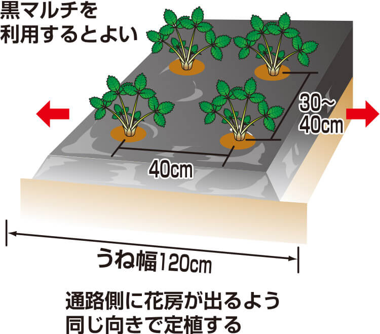 タキイのイチゴ栽培マニュアル 野菜栽培マニュアル 調べる タキイ種苗株式会社