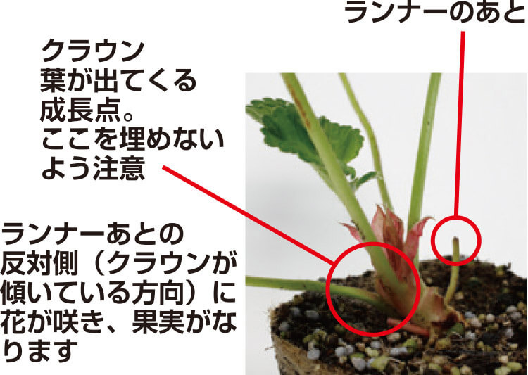 タキイのイチゴ栽培マニュアル 野菜栽培マニュアル 調べる タキイ種苗株式会社