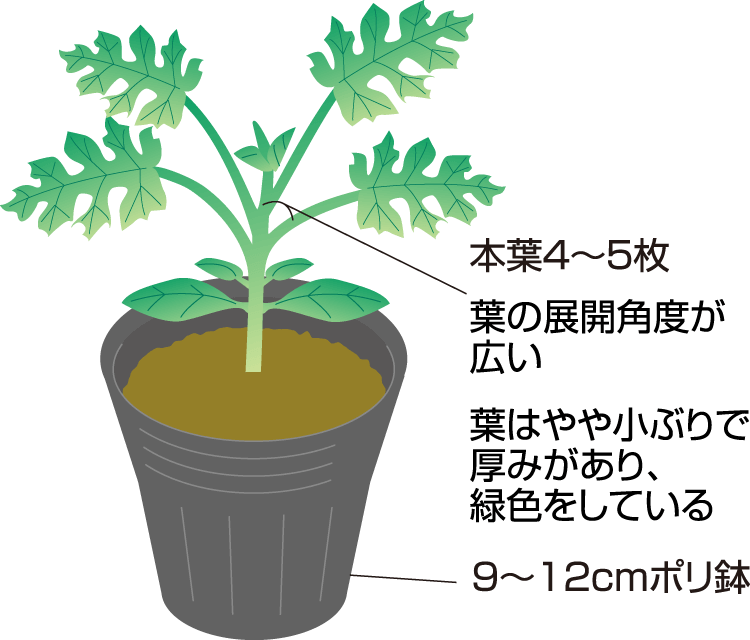 タキイのスイカ栽培マニュアル 野菜栽培マニュアル 調べる タキイ種苗株式会社