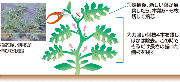 タキイのスイカ栽培マニュアル 野菜栽培マニュアル 調べる タキイ種苗株式会社