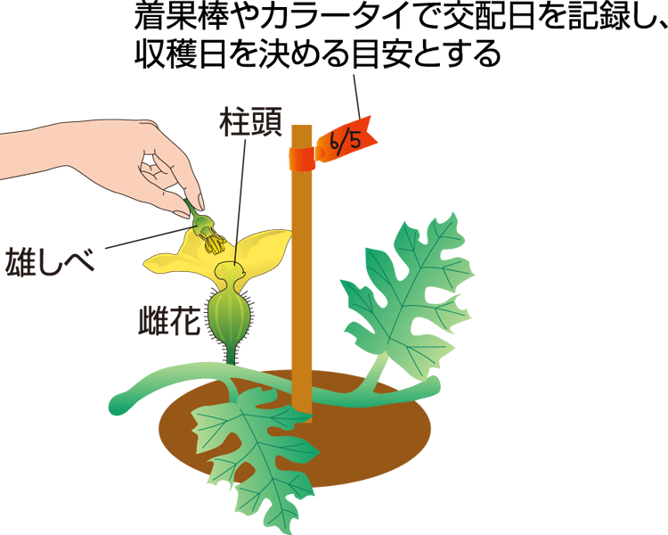 タキイのスイカ栽培マニュアル 野菜栽培マニュアル 調べる タキイ種苗株式会社