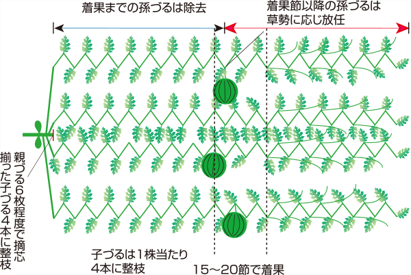 タキイのスイカ栽培マニュアル 野菜栽培マニュアル 調べる タキイ種苗株式会社