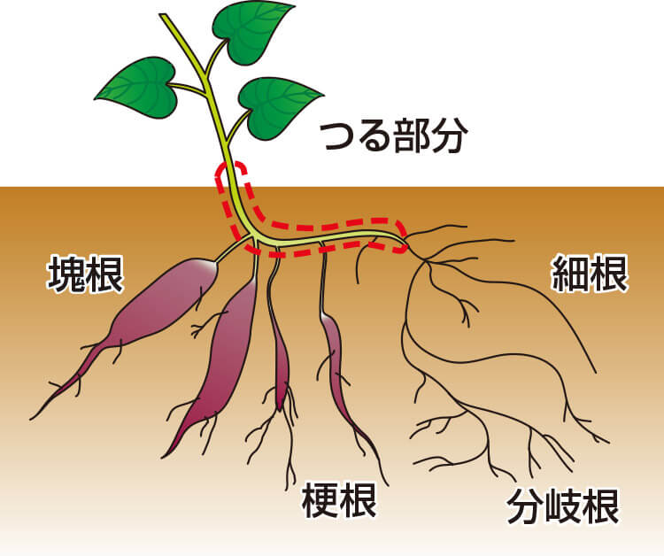 タキイのサツマイモ栽培マニュアル 野菜栽培マニュアル 調べる タキイ種苗株式会社