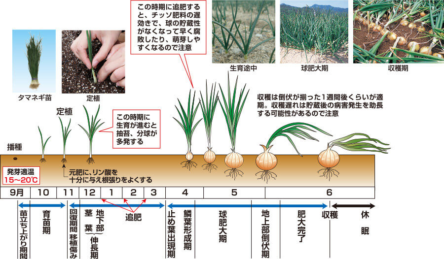 タキイのタマネギ栽培マニュアル 野菜栽培マニュアル 調べる タキイ種苗株式会社