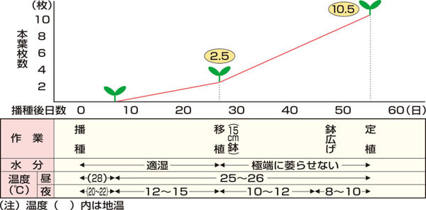 タキイのトマト栽培マニュアル 野菜栽培マニュアル 調べる タキイ種苗株式会社