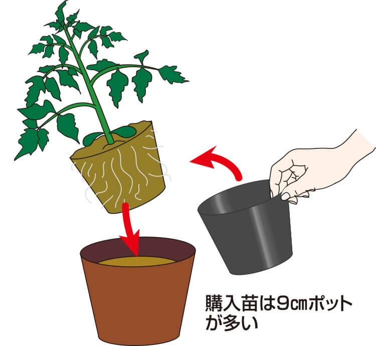 タキイのトマト栽培マニュアル 野菜栽培マニュアル 調べる タキイ種苗株式会社