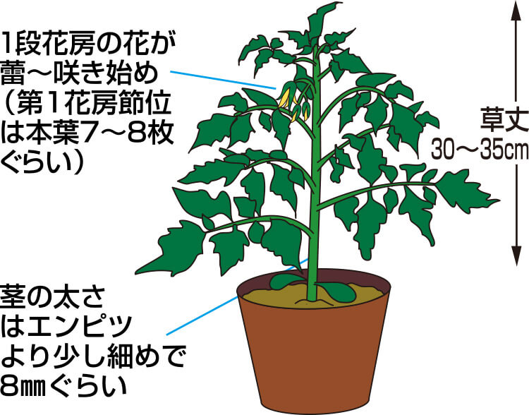 タキイのトマト栽培マニュアル 野菜栽培マニュアル 調べる タキイ種苗株式会社