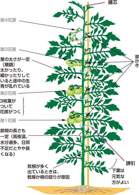 トマトの連続摘心栽培 野菜の栽培技術シリーズ 家庭菜園 Tributosdodf Com Br