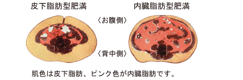 タキイの野菜 タキイ種苗
