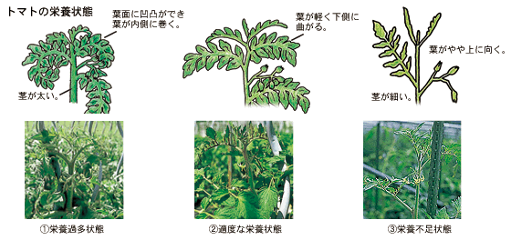 水 ミニ 頻度 トマト やり