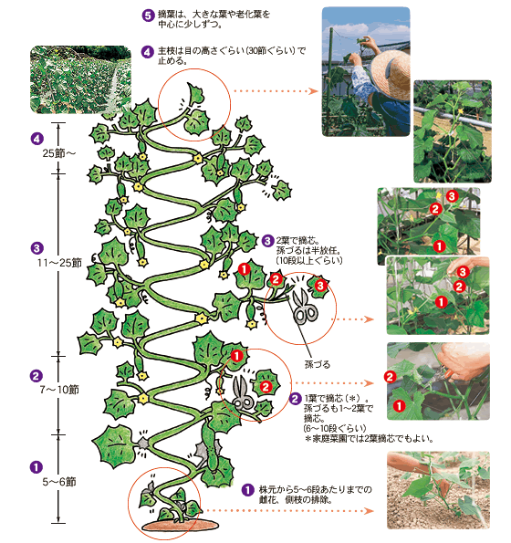 キュウリ 栽培 方法