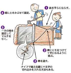 ポリマルチの張り方 調べる タキイ種苗株式会社