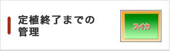 定植終了までの管理