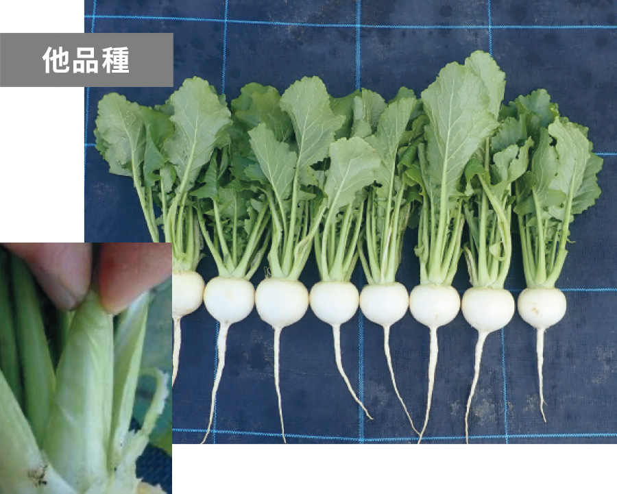 他品種