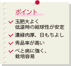 ポイント 玉肥大よく低温時の結球性が安定 濃緑肉厚、日もちよし 秀品率が高い べと病に強く、栽培容易