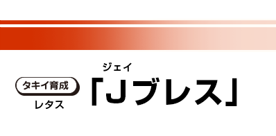 タキイ育成 「Jブレス」