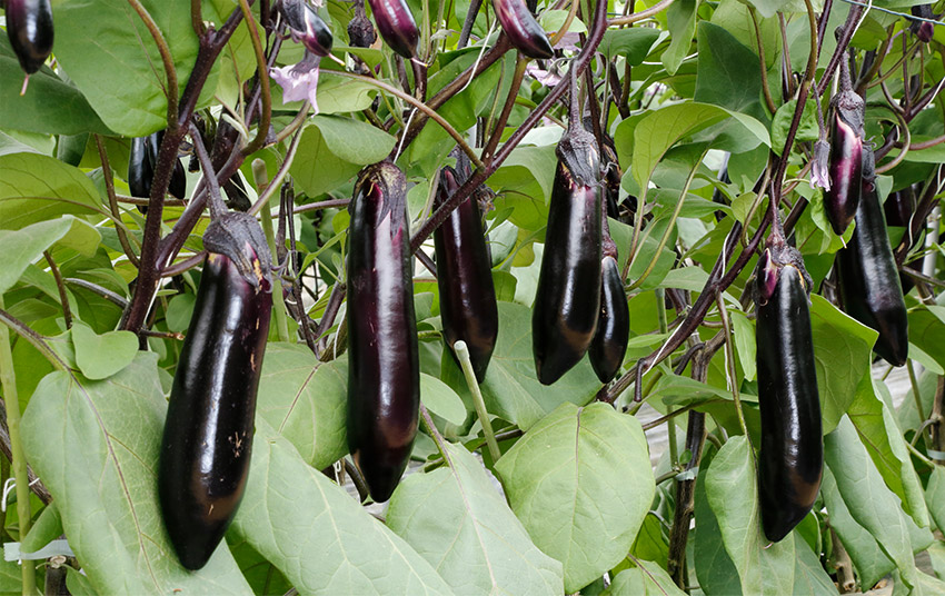 �^�L�C��c�����߂Ĕ��\�����P�׌��ʃi�X�uPC�}�z�v�i2017�N�j�B