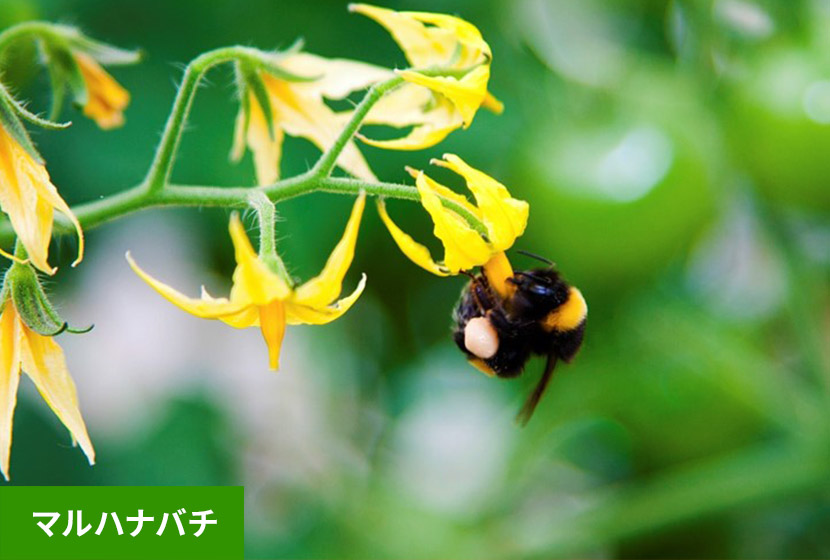 �}���n�i�o�`