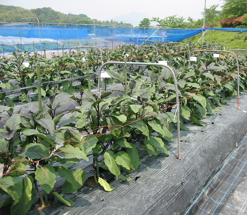 �琬�S���҂͖ڕW��f�ނ��C���[�W���Ȃ��用�ɐA�����i�X���ώ@�B�B��̒P�׌��ʐ��f�ނ��������Ȃ������i�ʐ^�̓C���[�W�ł��j�B