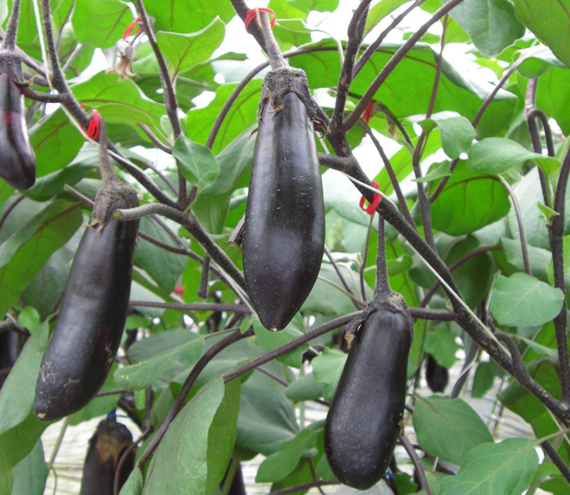 ���f�ނƂ��ĐV���ɔ����������ۂ̒P�׌��ʃi�X�̐A���̗̂l�q�B