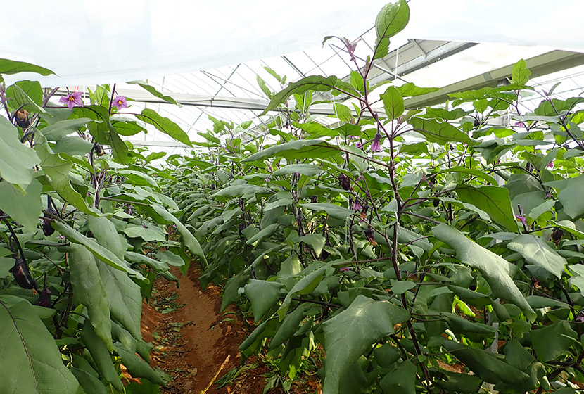 ���m���œ�������Ă���uPC�����v�B�����`�̃i�X�̒��ł��}�̔����ƉԐ���������]���������Ƃ������B