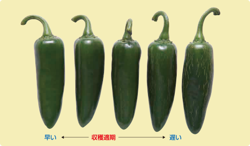 収穫適期の果皮のヒビ目安