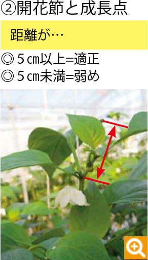 こどもピーマン ピー太郎 品種ピックアップ 最前線web タキイ種苗