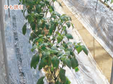 ひも誘引