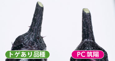 ヘタにトゲがなく安全・安心!